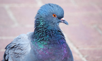 close-up of the pigeon's head. A beautiful pigeon with a bright orange eye.