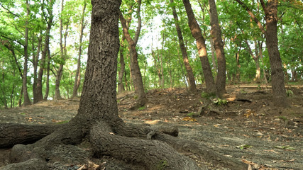Korean Mountain Forest