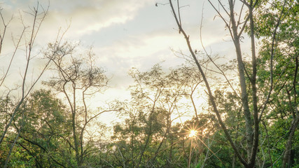 Obraz premium Korean Mountain Forest