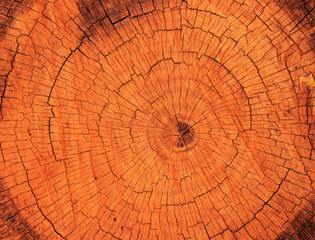 rings on a tree
