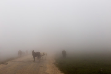 Fototapeta na wymiar Some horses on top of Subasio mountain, over a sea of fog filling the Umbria valley