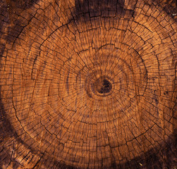 cross section of tree trunk