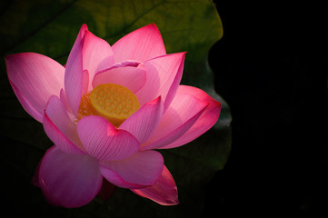 LOTUS