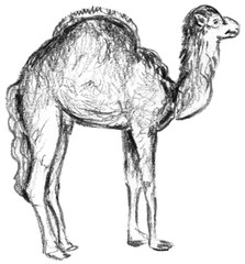 Illustration of a Camel