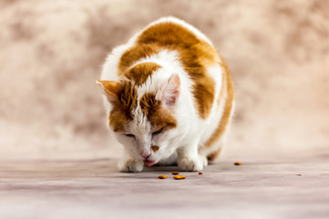 Porträt-Fotografie einer Süßen Rot-Weißen Katze