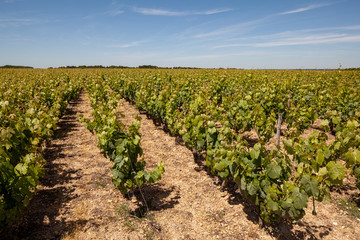 Fototapeta na wymiar Vineyard in the Loire Valley