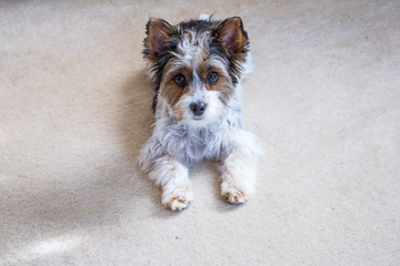 Süsser Yorkshire terrier 