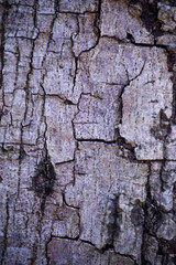 old wood texture