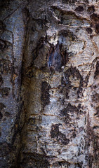old wood texture