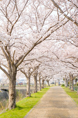桜並木　田舎　農村　春爛漫　木津川市