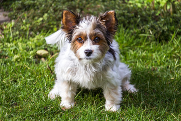 Süsser Yorkshire terrier spielt im Garten