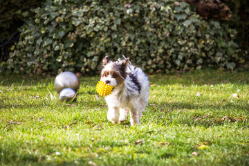 Süsser Yorkshire terrier spielt im Garten