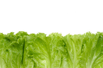 fresh green salad lettuce leaf isolated. white background. place for text