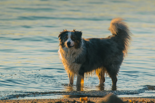 Side view of a Border Collie dog playing in the water. Alert dog in the sea or lake. Evening low key photo of bordercollie. Water dripping from his mouth