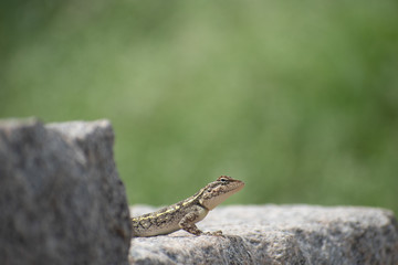 lizard on rock in Hampi , India. Close shot of lizard/chameleon . green background