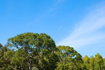 秋晴れの空と木々　背景素材　コピースペース