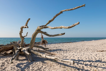 Old tree root is weathered on a beach overlooking the sea