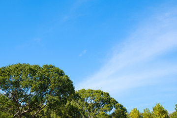 Obraz premium 秋晴れの空と木々 背景素材 コピースペース