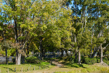 Fototapeta premium 秋の万博記念公園