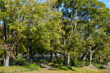 Fototapeta premium 秋の万博記念公園