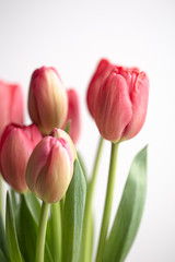 Pink tulip flower bouquet in bloom isolated on a white background