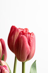 Pink tulip flower in bloom close up still isolated on a white background
