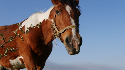 Obraz premium カメラ目線の馬 草千里