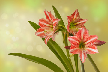 Hippeastrum (amaryllis) Diamond Group "Fairytale"