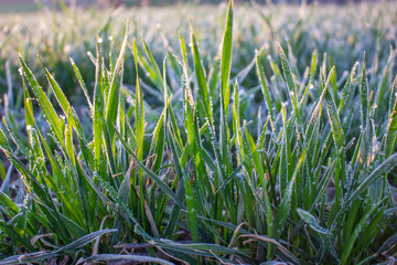 Winter crops, wheat damaged by early spring frosts, frozen plants in the meadow at sunrise,...