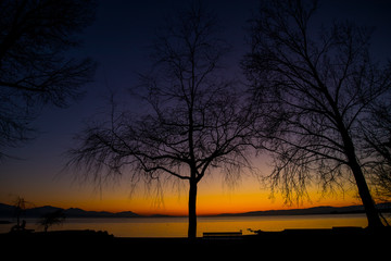 Fototapeta na wymiar Silhouette of an empty tree in winter on the shores of Lac Leman in Switzerland on a beautiful colorful sunset.