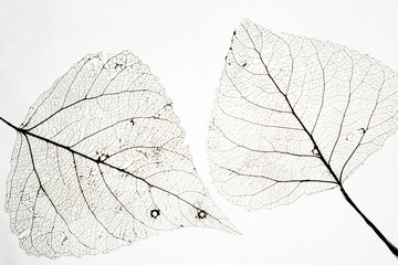 Macro shot of leaf vein skeleton. Abstract texture background.