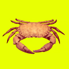 Contemporary art collage. Crabs on yellow background