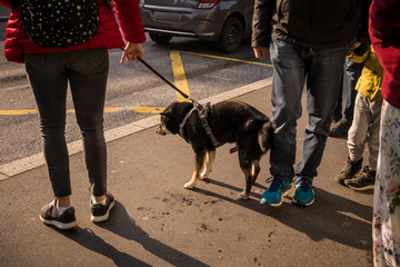 Young dog masturbating and ejaculating in public on a bus station. Embarassment for the owner as the dog wants to take care of himself in public space.