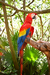 Scarlet macaw parrot or Ara macao