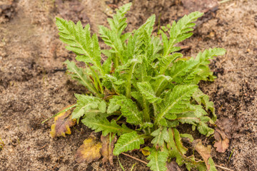 Bush of perennial Papaver orientale
