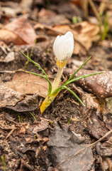 White crocus Ard Schenk blooms in the garden in early spring