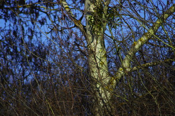  branches without leaves at the end of winter against the blue sky
