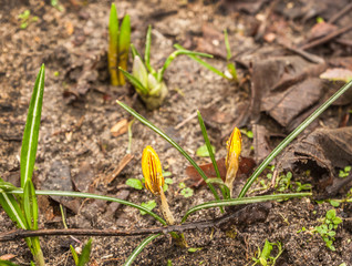 Bloom  crocus Early Gold  in spring