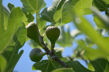 Ripening figs close up on tree