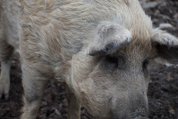 Cochon