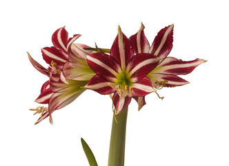 Flower   Hippeastrum (amarillis)  