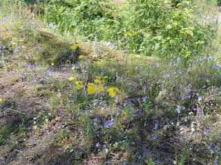 Yellow and purple flowers on the meadow