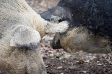 Fototapeta premium Cochon