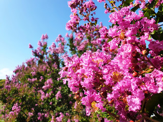 Bushes of pink flowers Lagerstroemia or Crape myrtle on the background of blue sky.