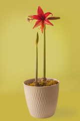 Blooming Hippeastrum (amaryllis) Bogota, Cybister, Spider Group in  pot