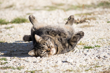 chat marron et noir