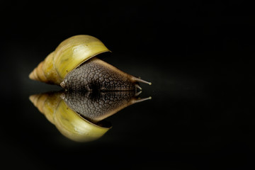 Achatina snail on black background