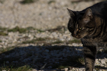 chat marron et noir