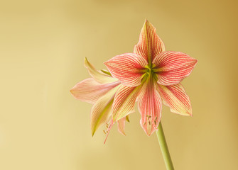  Amaryllis (Hippeastrum)  Butterfly Group "Exotic Star"