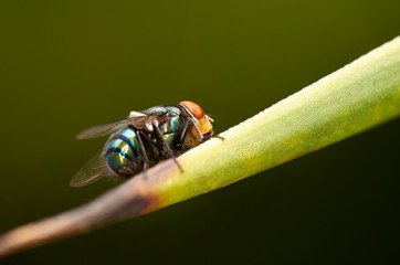 Australian Golden Bluebottle Blowfly also known as Chrysomya incisuralis.